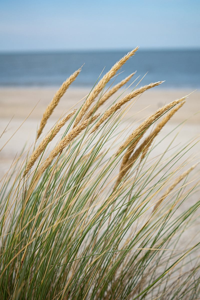 Beachfront Ceremonies